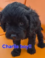 Charlie, a male Cavapoo for sale in Jackson, TN – Photo 5 of 10