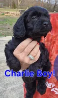 Charlie, a male Cavapoo for sale in Jackson, TN – Photo 10 of 10