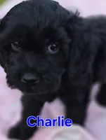 Charlie, a male Cavapoo for sale in Jackson, TN – Photo 4 of 10