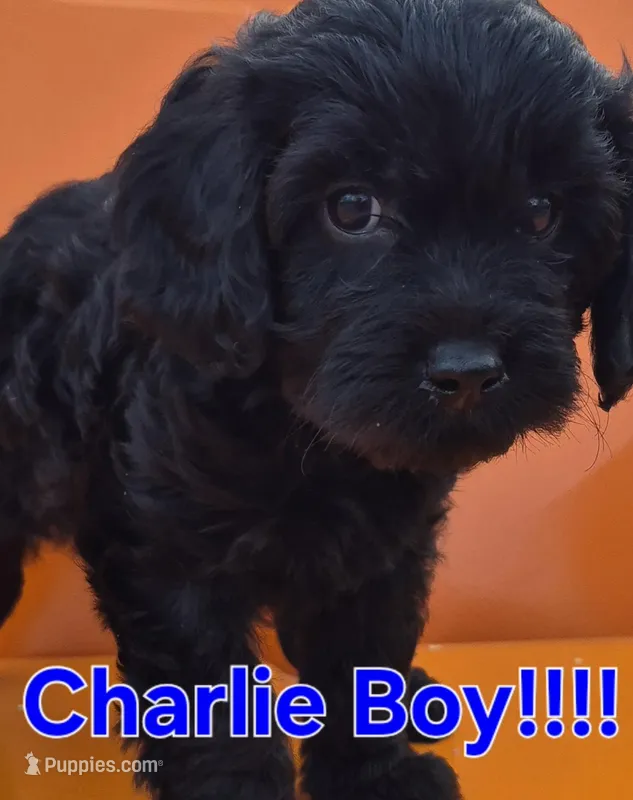 Charlie – Cavapoo puppy for sale in Jackson, TN