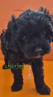 Charlene, a female Cavapoo for sale in Jackson, TN – Photo 5 of 10