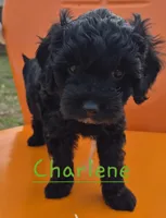 Charlene, a female Cavapoo for sale in Jackson, TN – Photo 7 of 10