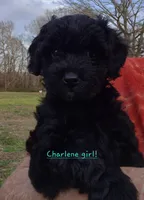 Charlene, a female Cavapoo for sale in Jackson, TN – Photo 4 of 10