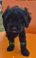 Charlene, a female Cavapoo for sale in Jackson, TN – Photo 8 of 10