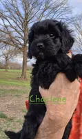 Charlene, a female Cavapoo for sale in Jackson, TN – Photo 10 of 10