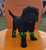 Charlene, a female Cavapoo for sale in Jackson, TN – Photo 9 of 10