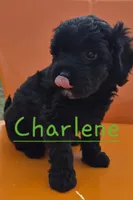 Charlene, a female Cavapoo for sale in Jackson, TN – Photo 2 of 10
