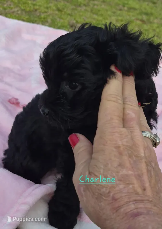 Charlene – Cavapoo puppy for sale in Jackson, TN