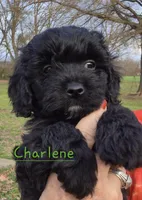 Charlene, a female Cavapoo for sale in Jackson, TN – Photo 3 of 10