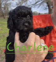 Charlene, a female Cavapoo for sale in Jackson, TN – Photo 6 of 10