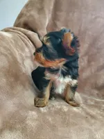 Leo, a male Yorkshire Terrier for sale in Marion, WI – 2 of 9