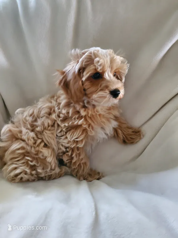 Simon – Maltipoo puppy for sale in Marion, WI