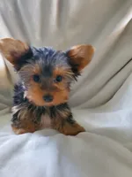 Lola, a male Yorkshire Terrier for sale in Marion, WI – 3 of 4