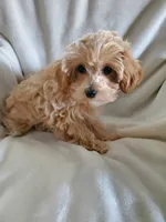 Sully, a male Maltipoo for sale in Marion, WI – 2 of 4