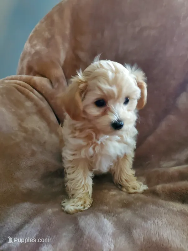 Sully – Maltipoo puppy for sale in Marion, WI