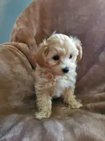 Sully, a male Maltipoo for sale in Marion, WI – 1 of 8