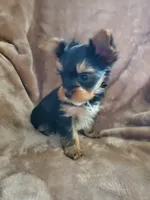 Leo, a male Yorkshire Terrier for sale in Marion, WI – 5 of 9
