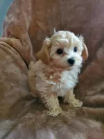 Sully, a male Maltipoo for sale in Marion, WI – 7 of 8