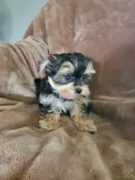 Milo, a male Morkie for sale in Marion, WI – 6 of 7
