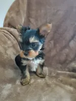 Leo, a male Yorkshire Terrier for sale in Marion, WI – 3 of 9