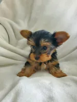 Lola, a male Yorkshire Terrier for sale in Marion, WI – 2 of 7