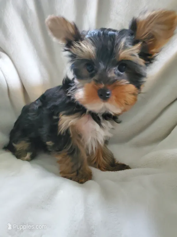 Leo – Yorkshire Terrier puppy for sale in Marion, WI