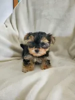 Milo, a male Morkie for sale in Marion, WI – 1 of 7