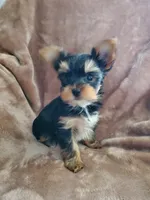 Leo, a male Yorkshire Terrier for sale in Marion, WI – 4 of 9