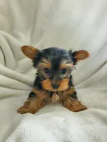 Lola, a male Yorkshire Terrier for sale in Marion, WI – 5 of 7