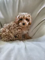 Simon, a male Maltipoo for sale in Marion, WI – 3 of 5
