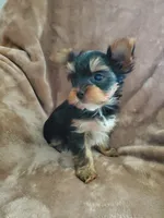 Leo, a male Yorkshire Terrier for sale in Marion, WI – 6 of 9
