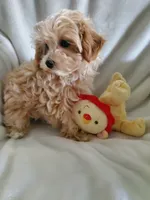 Sully, a male Maltipoo for sale in Marion, WI – 3 of 4