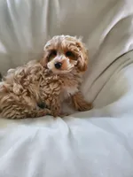 Simon, a male Maltipoo for sale in Marion, WI – 4 of 5