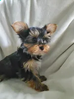 Leo, a male Yorkshire Terrier for sale in Marion, WI – 6 of 7