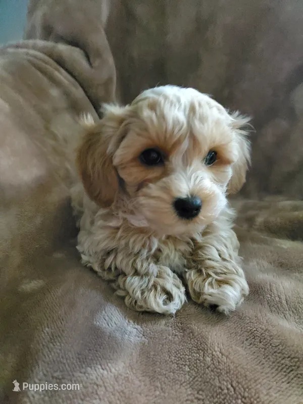 Simon – Maltipoo puppy for sale in Marion, WI