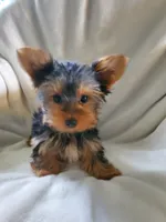 Lola, a male Yorkshire Terrier for sale in Marion, WI – 4 of 4