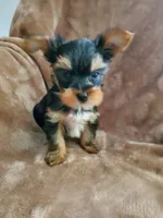 Leo, a male Yorkshire Terrier for sale in Marion, WI – 7 of 9