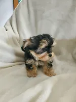 Milo, a male Morkie for sale in Marion, WI – 5 of 7