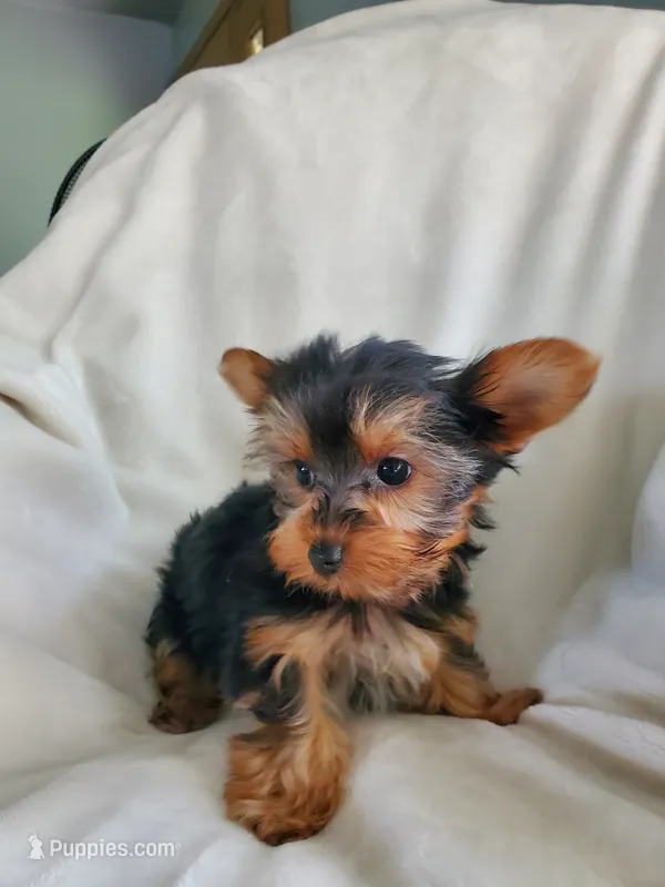 Lola – Yorkshire Terrier puppy for sale in Marion, WI