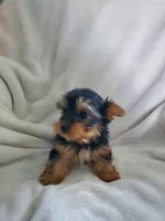 Lola, a male Yorkshire Terrier for sale in Marion, WI – 7 of 7