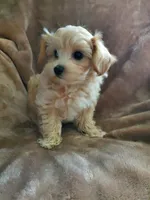 Sully, a male Maltipoo for sale in Marion, WI – 5 of 8