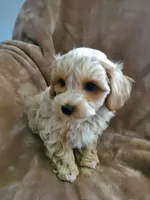 Simon, a male Maltipoo for sale in Marion, WI – 5 of 5