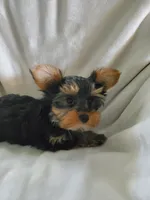 Leo, a male Yorkshire Terrier for sale in Marion, WI – 2 of 7