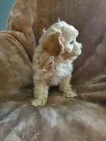 Sully, a male Maltipoo for sale in Marion, WI – 4 of 8