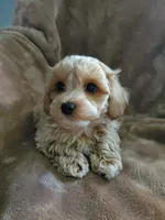 Simon, a male Maltipoo for sale in Marion, WI – 2 of 5