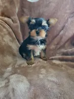 Leo, a male Yorkshire Terrier for sale in Marion, WI – 8 of 9