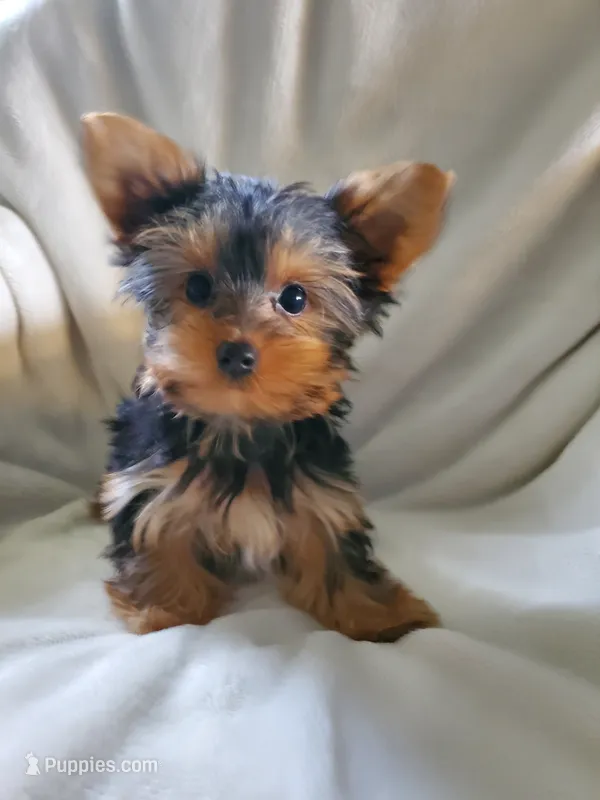 Lola – Yorkshire Terrier puppy for sale in Marion, WI