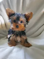 Lola, a male Yorkshire Terrier for sale in Marion, WI – 1 of 4