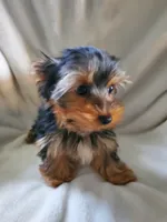 Lola, a male Yorkshire Terrier for sale in Marion, WI – 2 of 4