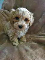 Simon, a male Maltipoo for sale in Marion, WI – 4 of 5